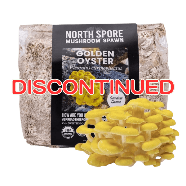 Organic Golden Oyster Mushroom Sawdust Spawn